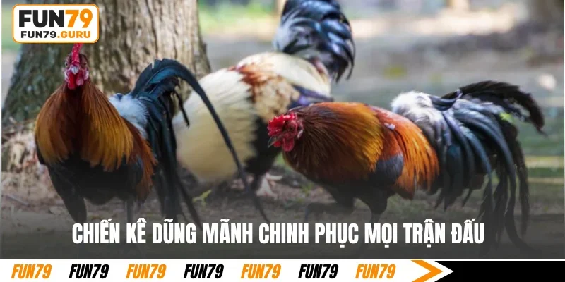 Chiến kê dũng mãnh chinh phục mọi trận đấu