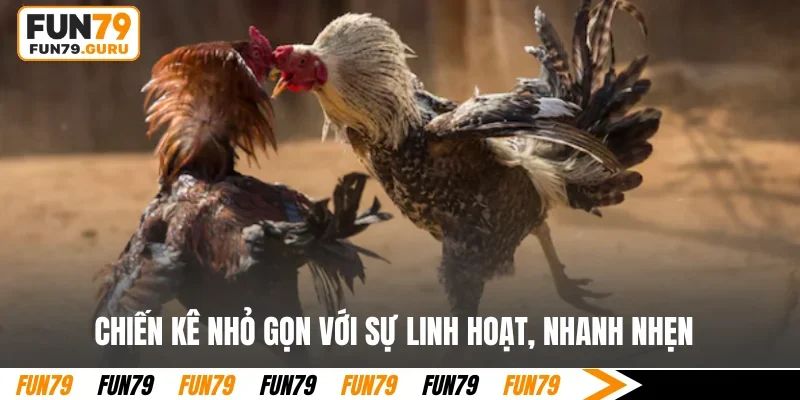 Chiến kê nhỏ gọn với sự linh hoạt, nhanh nhẹn