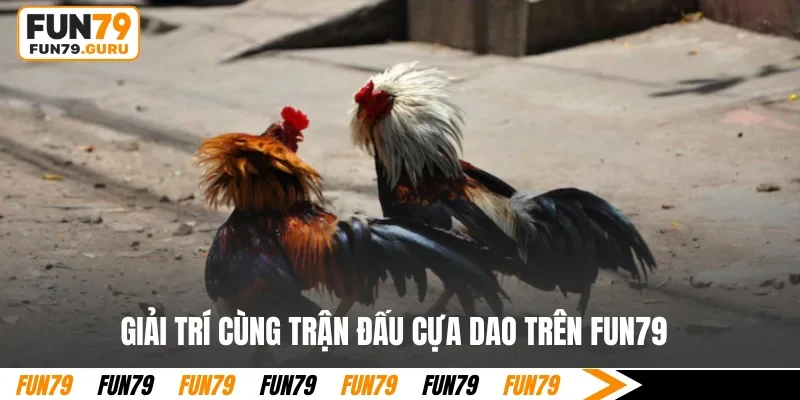 Giải trí cùng trận đấu cựa dao trên FUN79